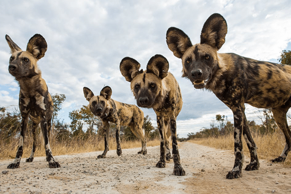 where does the african wild dog live