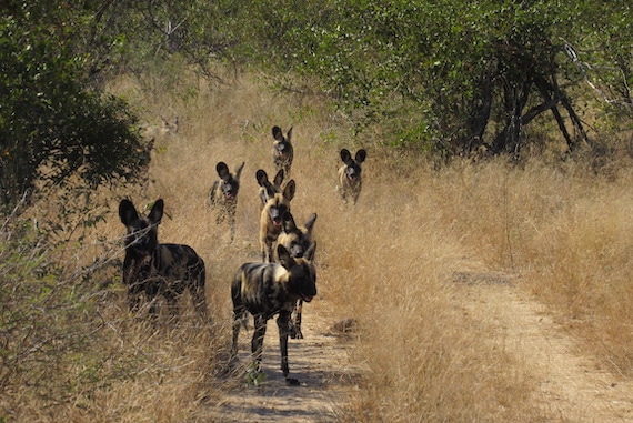 African Wild Dog