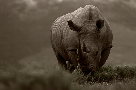 The Rhino Story