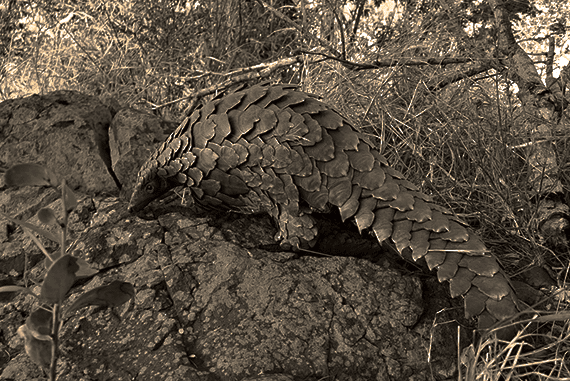 Pangolin Ditsi