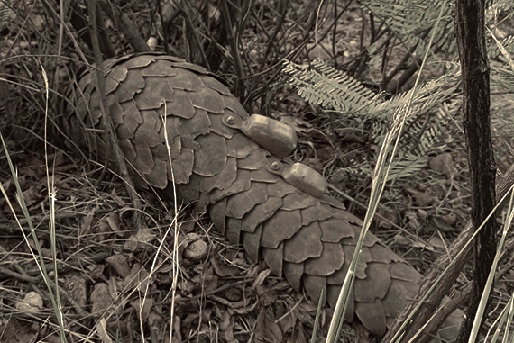 Tuli the pangolin